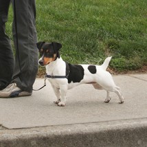 PetSafe Deluxe Easy Walk Steel Dog Harness Black/Steel 1ea/SM - £41.11 GBP