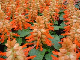 50 Salvia Seeds Reddy Salmon Flower Seeds Fresh Garden USA SELLER - $20.75