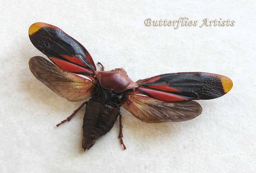 Spittlebugs Cicada Cercopidae Species Framed Entomology Collectible Shad... - $49.99