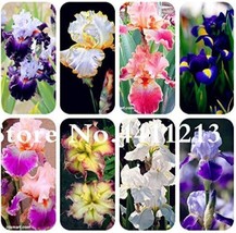 100 Of Iris Tectorum Seeds Mixed 9 Colors - £7.79 GBP