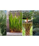 Phoenix Sylvestris Seedlings 10 Und Wholesale Silver Date Palm Tree - $18.00