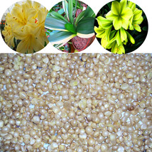 50/100 PCS Kaffir Lily Clivia DL377C - $11.47