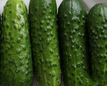 25 Calypso F1 Hybrid Cucumber  Seeds   Resistant To Mildew And Viruses F... - $8.99