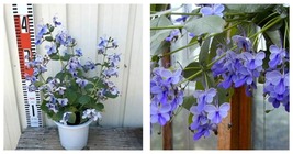 Rooted Starter Plant Blue Butterfly Bush Aka Blue Wings Clerodendrum Ugandense - £29.56 GBP