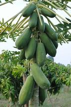 Papaya Giant Long Tree Fruit, 6 Seeds - £9.74 GBP