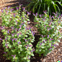 100 Skullcap Seeds (Scutellaria Lateriflora) Mad Dog Usa Seller - £5.98 GBP