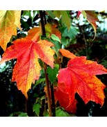 KKG 10 Red Sunset Japanese Maple Acer Rubrum Tree Seeds Landscaping Or B... - €11,41 EUR