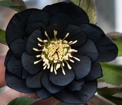 Hellebore Double Black Plant+Exquisite+Winter Rose Plant+Free Black Dahlia Seeds - £20.91 GBP