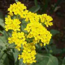 Fresh 100 Basket Of Gold Alyssum Seeds  Yellow Alyssum  - $8.31 CAD