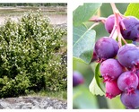 40 Seeds SASKATOON SERVICEBERRY Juneberry Amelanchier Alnifolia Purple F... - $26.93