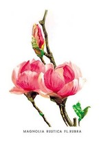 Magnolia Rustica: Fl. Rubra by H.G. Moon - Art Print - £17.29 GBP+
