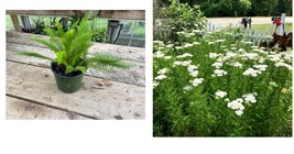 Yarrow White or Achillea Millefolium 5 plants per pot Gardening - $25.99