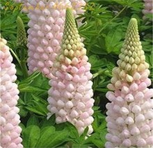 100 pcs Lupine Flowers Seeds - Light Water Pink Flowers FRESH SEEDS - £10.96 GBP