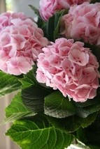 LimaJa 5 Light Pink Hydrangea Seeds Perennial Hardy Garden Shrub Flower Seed Bus - £4.79 GBP