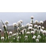 MX 25 Tawny Cottongrass Seeds Eriophorum Virginicum Hare&#39;S Tail Cotton G... - $11.89