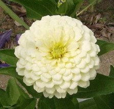 Thjar 250 White Polar Bear Zinnia Elegans Flower Seeds - $4.99