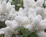 25 White Japanese Lilac Seeds  Fragrant) - £5.84 GBP