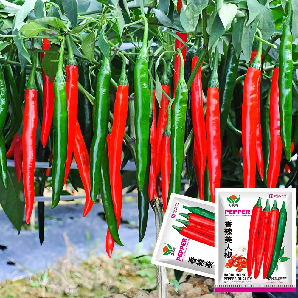 From US 400 pcs Seeds Exquisite Red Cayenne Seeds High Germination  - £7.58 GBP