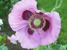 50+ Lavender Poppy Flower Seed Papaver Orientale - £7.72 GBP