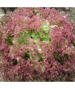 FMG Leaf Lettuce Seeds Lolla Rossa Seeds 3 000 Seeds Garden Starts Nurse... - $293.49 MXN
