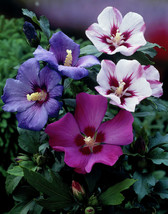 20 Mixed Colors Rose Of Sharon Hibiscus Syriacus Flower Tree Bush Seeds - £8.32 GBP