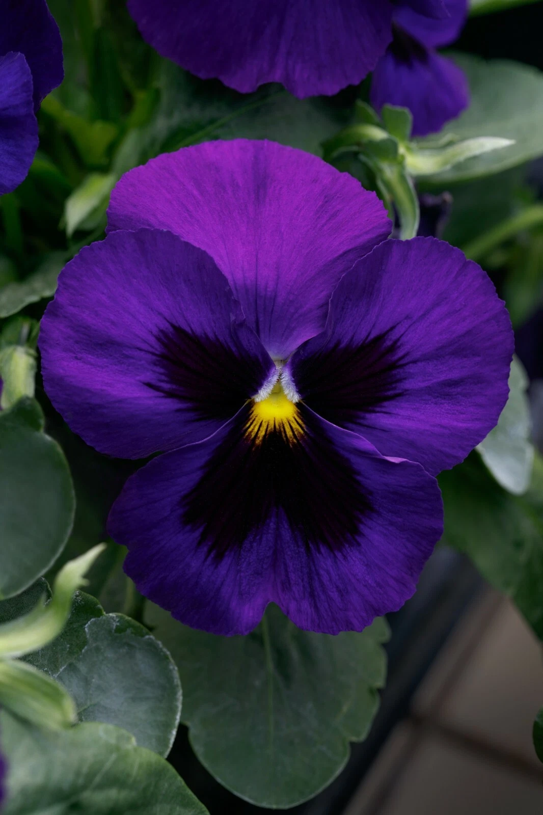 Pansy Seeds Grandio Deep Blue 25 F1 Seeds - $17.22