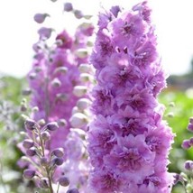 50 Sweethearts Delphinium Seeds Flower Seed Flowers 767 Fresh USA Fast Shipping - $9.49