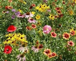 200 Wildflower Mix Seeds Perennial Fresh Gardening USA Seller - $6.04