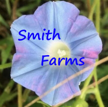 25 Seeds Pink Blue Purple Morning Glory Flowers Garden Planting - $7.17