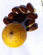 Chrysophyllum albidum(White star apple), 20 seeds 8 USD, shipping cost 1... - $30.00