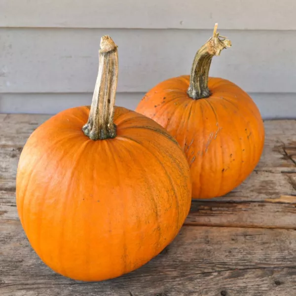 DW Garden Seeds 25 Spookie Pumpkin Seeds Great For Carving Fresh - £7.46 GBP