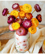 Natural Dried Straw Flower 20Pcs, Natural Flowers Bouquet Daisies, Dried... - €21,33 EUR