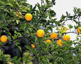 5 Pc Seeds Trifoliate Orange Fruit Plant, Citrus TrifoliaSeeds for Planting |RK  - £13.42 GBP