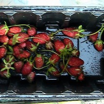 20 Hanging Basket Strawberry Seeds New Fresh US Shipping - $4.80