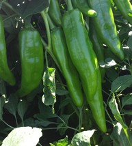 Nm 64 Heritage Chili Pepper Seeds Numex Mild Green Chile Ristra - $5.89