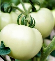 50 Seeds Great White Tomato Beefsteak Create a Lush Garden with Premium Seeds  - £5.97 GBP