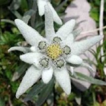 50 Edelweiss Ground Cover Perennial Flower Seeds Gardening USA Shipping - $10.00