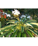 PSA Pachypodium Lamerei Madagascar Succulents Cactus Caudex Seed 50 Seed... - $40.89 CAD