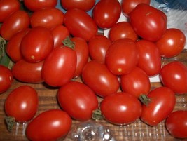 Simple Pack 40 seed Vegetable Tomato Principe Borghese - £6.33 GBP