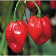 40+ Red Scotch Bonnet Pepper Vegetable Seeds #FST03 - £15.42 GBP