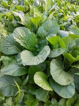 Komatsuna Spinach Mustard &quot;Old Tokyo”, 200 Seeds R - £12.81 GBP