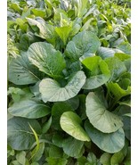 KOMATSUNA SPINACH MUSTARD "OLD TOKYO”, 200 SEEDS R - $16.35