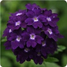 35 + Verbena Toscana Violeta Con / Blanco Ojos Perennial Semillas De Flo... - £10.97 GBP