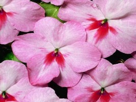 50 Impatiens Seeds Impatiens Sun And Shade Cherry   - £16.38 GBP