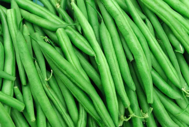 Jade Green Bean 50 Seeds (Bush) Slender Delicate Stringless Haricot Vert Beans F - £14.86 GBP