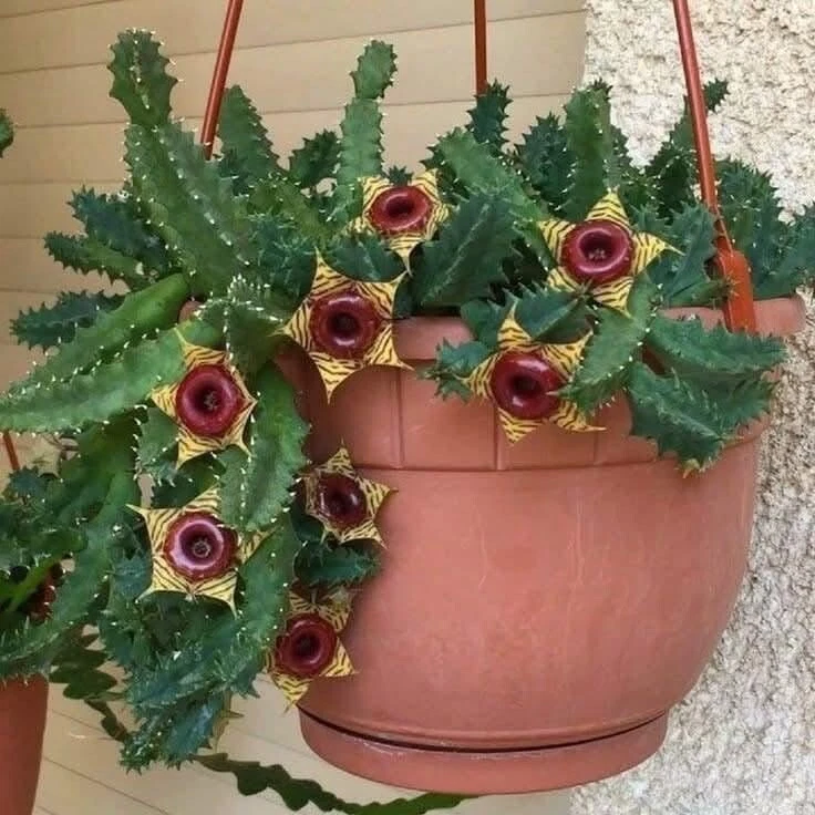 Lifesaver Cactus Huernia zebrina - $34.40