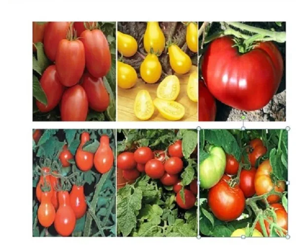 500 Tomato Seeds Mix 12 Different Kinds Mix Tomato Mix Fresh Seeds - £25.04 GBP