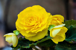 SKMO 25 Yellow Double Begonia Tuberosa Tuberous Begonia Shade Flower Seeds - $17.69