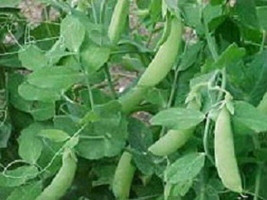 100 Pea Seeds Little Marvel Pea Seeds Garden USA - £8.12 GBP