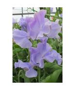 50+ Charlie&#39;s Angel Sweet Pea Seeds | Fragrant, Vibrant Home Garden Flowers - $23.13 CAD
